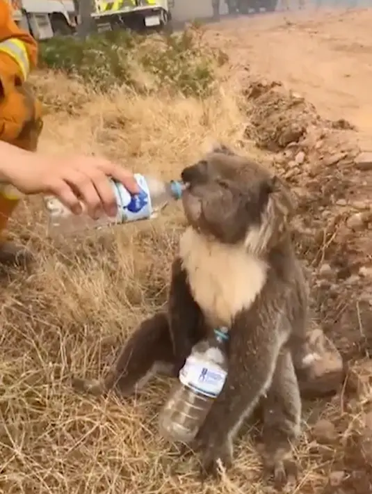 Gambar dari video pada 22 Desember 2019, seekor koala meminum air dari botol yang diberikan petugas pemadam kebakaran di Cudlee Creek, Australia Selatan. Untungnya, koala yang terperangkap di sekitar kebakaran itu tidak mengalami luka. (Oakbank Balhannah CFS via AP)
