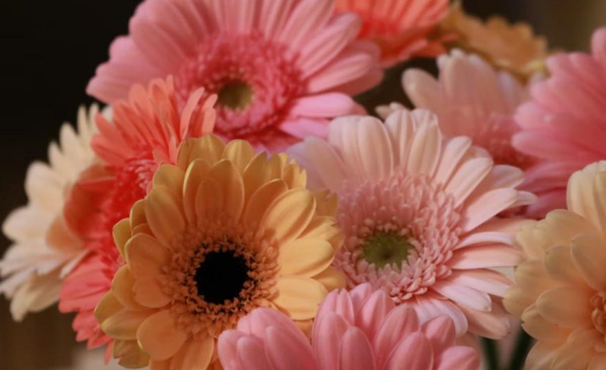 Gerbera Daisy/Photo by Regina Mansor on Unsplash
