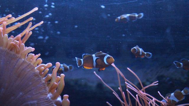 Ilustrasi karakter kartun Dory