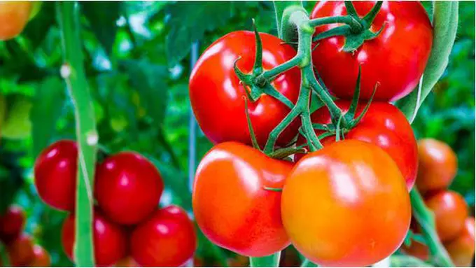 Foto : Copyright shutterstock.com