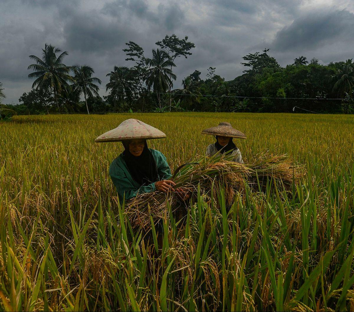 Petani memanen padi jenis Ciherang di Leuweung Kolot, Bogor, Jawa Barat, Rabu (31/1/2024). Aktivitas panen padi saat ini masih terbatas di sejumlah daerah di Indonesia. Kondisi tersebut membuat harga gabah kering panen di tingkat petani menjadi sangat tin