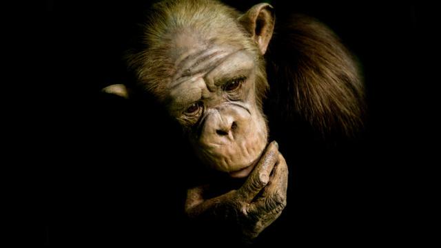 Eksperimen Kawin Silang Manusia Kera Di Masa Lalu Terungkap Global Liputan6 Com