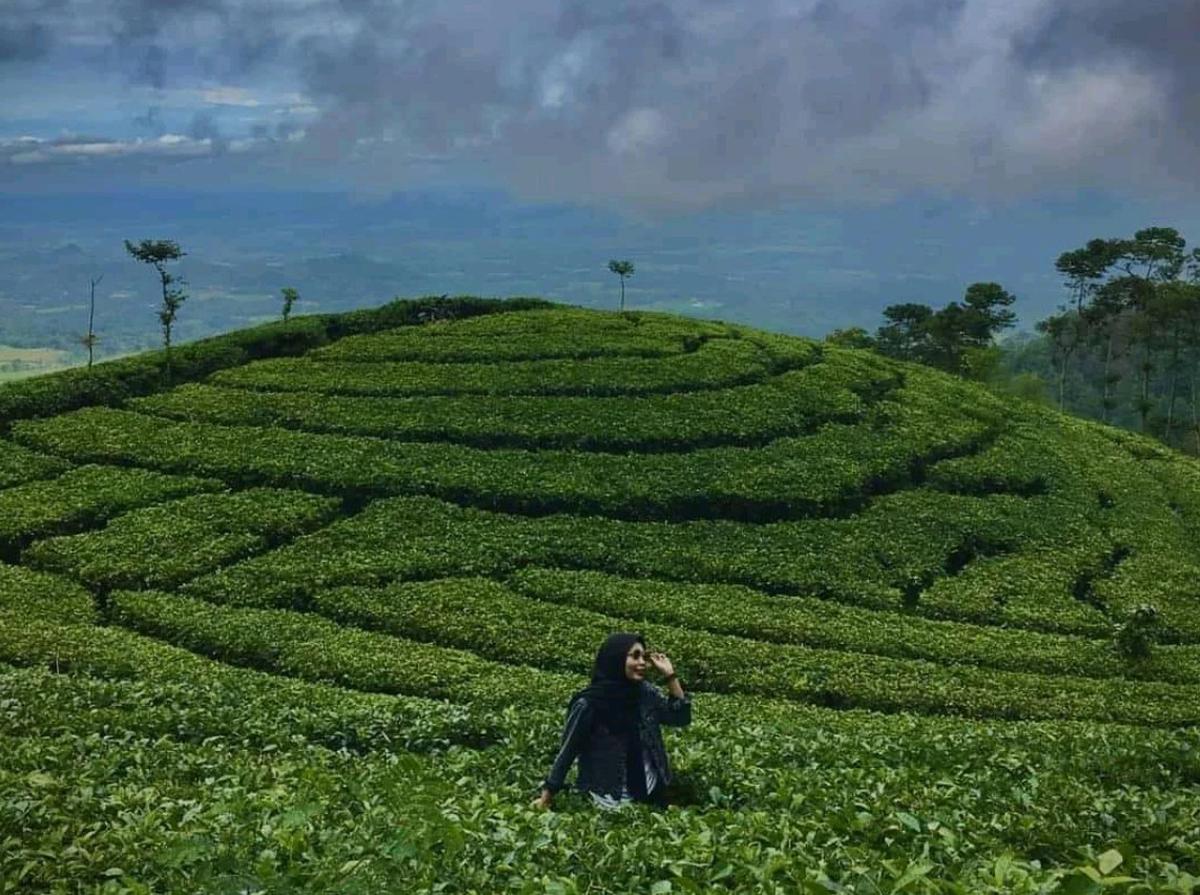 Kebun Teh Jamus