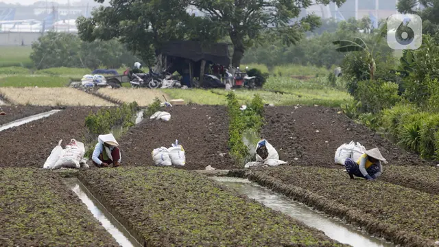 FOTO: Panen Sayuran di Masa Pandemi