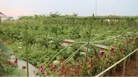 Dinas Tanaman Pangan dan Hortikultura Kalimantan Selatan memanfaatkan pupuk kandang untuk menyuburkan tanaman hortikultura.