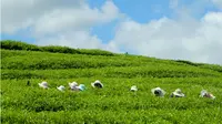 Deretan Wisata Kebun Teh di Sumatera Barat, Pesona Hijau yang Memukau