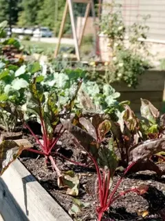 Ilustrasi Kebun Sayur (Photo by Jonathan Hanna on Unsplash)