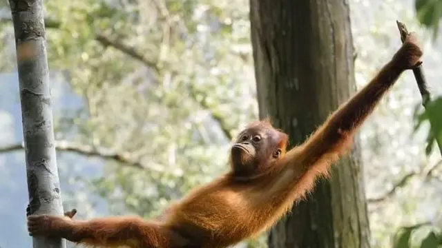 Kekayaan habitat di Taman Nasional Gunung Leuser