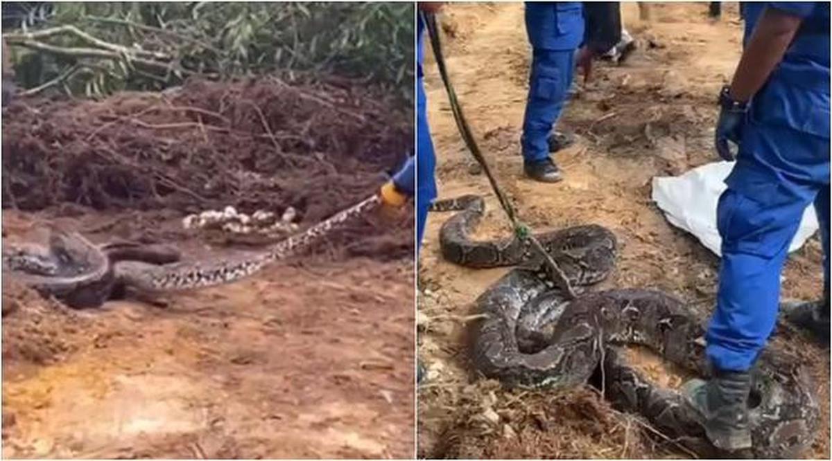 Pertahanan Diri Dasar saat Bertemu Anakan Ular di Rumah, Langkah agar Tetap Terkendali