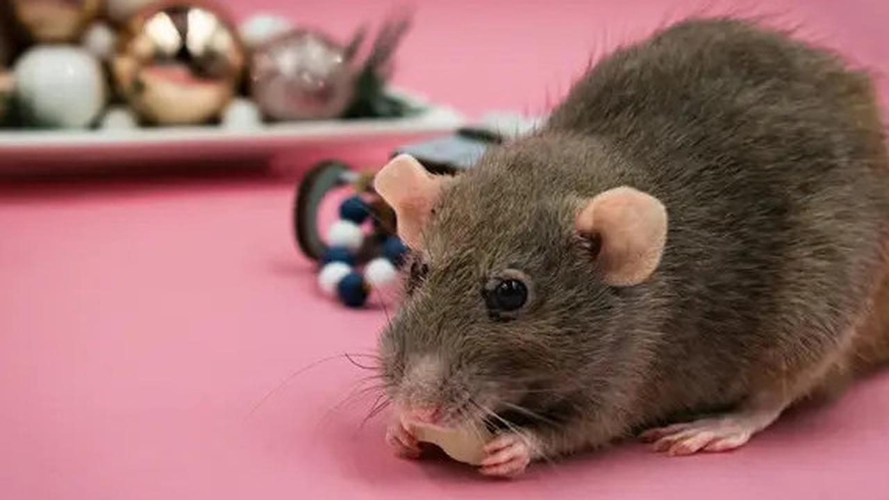 Cara Mengusir Tikus di Rumah Secara Efektif dan Aman
