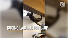 Aksi lucu seekor kucing yang sedang  pull-up di kusen pintu mengundang perhatian warganet.