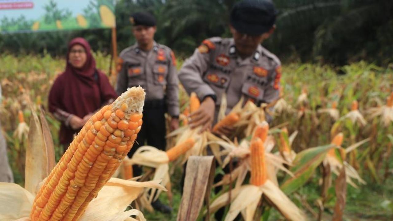 Fakta Unik: Panen Raya Jagung Polri Hasilkan 7.153 Ton, Dukung Swasembada Pangan Nasional