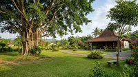 10 Tips Menanam Pohon di Rumah agar Tak Merusak Bangunan, Rumah Aman dan Tetap Asri