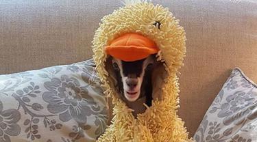Polly Kambing Gelisah Yang Akan Tenang Usai Pakai Kostum Bebek Lifestyle Fimela Com