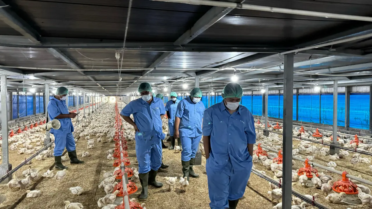 Penerapan Modern Farming dalam Budidaya Ayam Probiotik Berkualitas