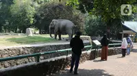 Wisatawan melihat gajah saat berkunjung ke Taman Margasatwa Ragunan, Jakarta, Sabtu (1/8/2020). Di masa pandemi corona ini, Ragunan sepi pengunjung di libur panjang Idul Adha 1441 H dibandingkan tahun lalu. (Liputan6.com/Herman Zakharia)