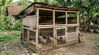 Cara Membuat Kandang Ayam Darurat dari Bambu dan Kayu Bekas, Ternyata Tak Perlu Bahan Mahal