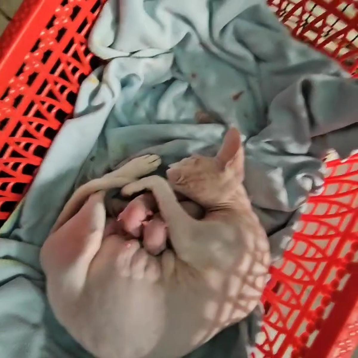 Potret Wulan Guritno dengan Kucing Kesayangan yang Baru Saja Melahirkan