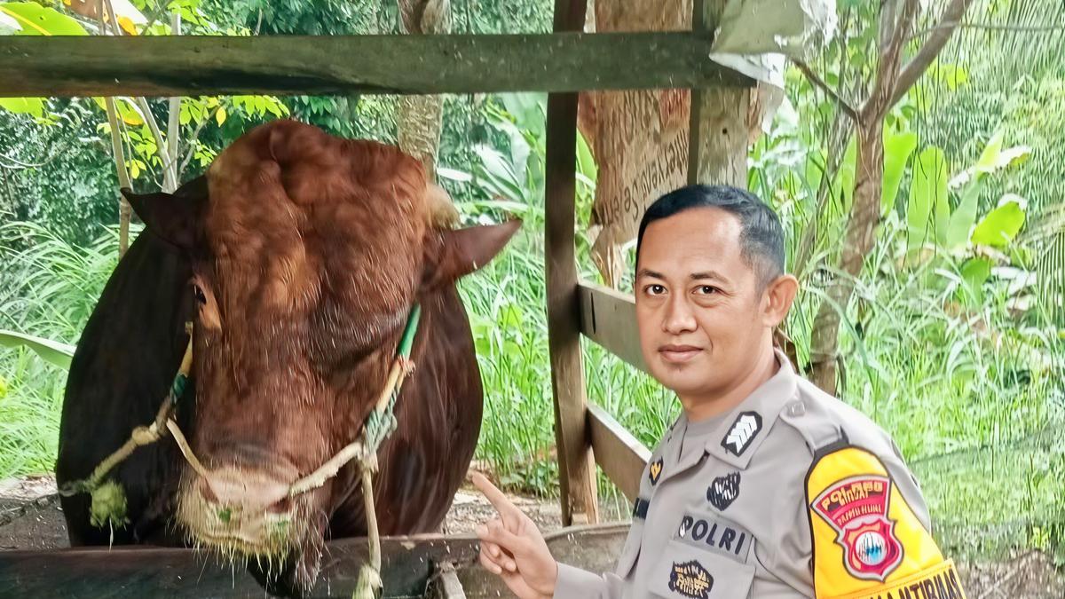 Bukan Sapi Biasa, 25 Hewan Kurban Presiden di Sulsel Berstandar Ketat