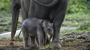 Bayi gajah sumatera yang baru lahir meminta ibunya bernama Suci (30 tahun) untuk menyusui di Unit Respons Konservasi Alue Kuyun di Meulaboh, provinsi Aceh (27/7/2019). Bayi gajah betina tersebut memiliki berat 70 kilogram, panjang 100 cm dan tinggi 90 cm. (AFP Photo/Chaideer Mahyuddin)