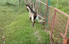 Jauh-jauh dari Indonesia, Pria Ini Angon 28 Ekor Kambing di Hongkong