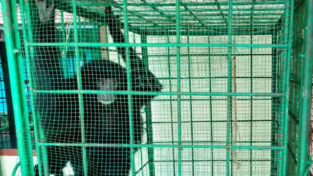 Mengembalikan Habitat 6 Ekor Siamang di Suaka Margasatwa Sumsel