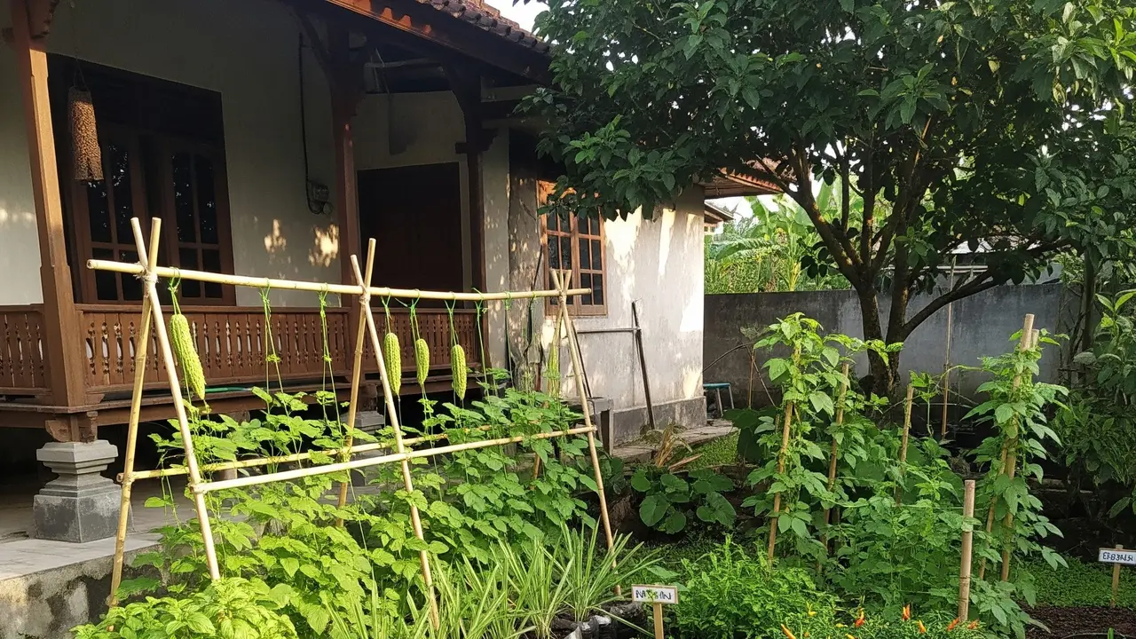 9 Ide Kebun Rumah Low Budget tapi Hasil Seperti Petani Profesional, Panen Melimpah