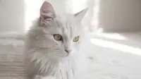 4 Ciri Kucing Anggora Asli, Jangan Sampai Tertipu Saat Membeli