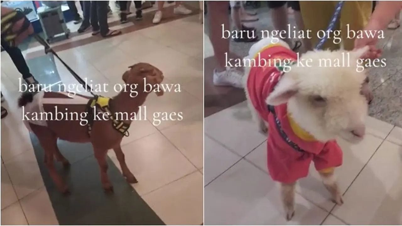 Viral Pengunjung Bawa Kambing Jalan-Jalan ke Mal, Langsung Jadi Tontonan