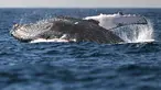 Paus bungkuk dengan nama ilmiah Megaptera novaeangliae, terlihat melompat di pantai Niteroi, negara bagian Rio de Janeiro, Brasil, Kamis (20/6/2024). (MAURO PIMENTEL / AFP)