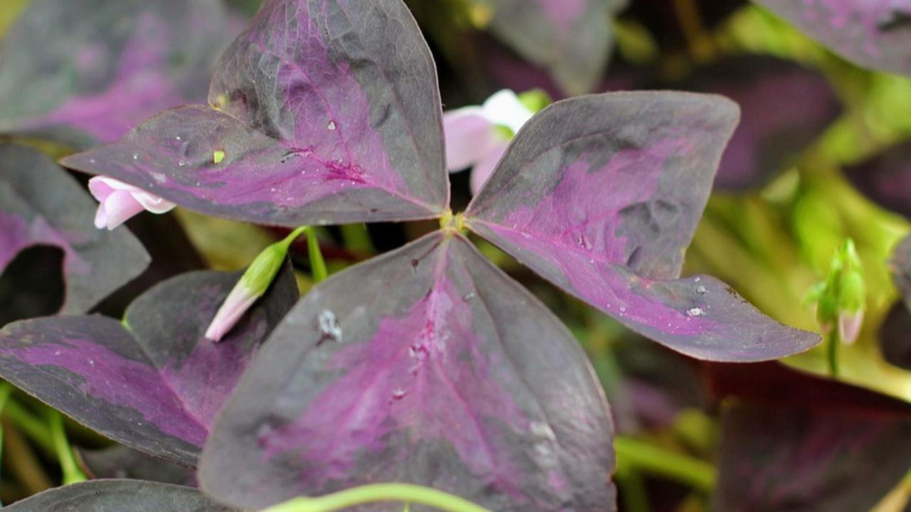 Oxalis (Oxalis triangularis)