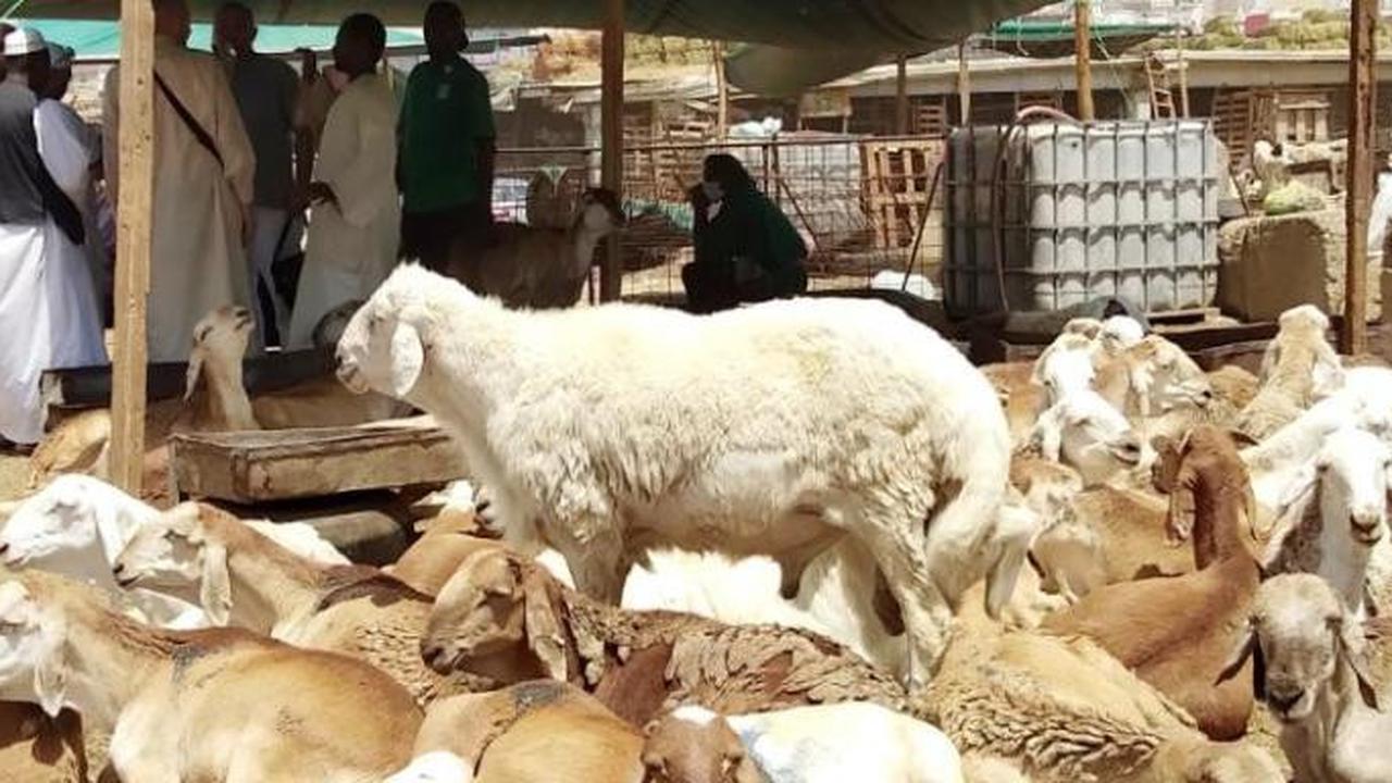 Pasar Hewan di Makkah