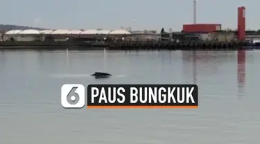 Seekor ikan paus bungkuk ditemukan mati di Sungai Thames, London. Sebelumnya hewan tersebut beberapa kali menampakkan diri selama akhir pekan.