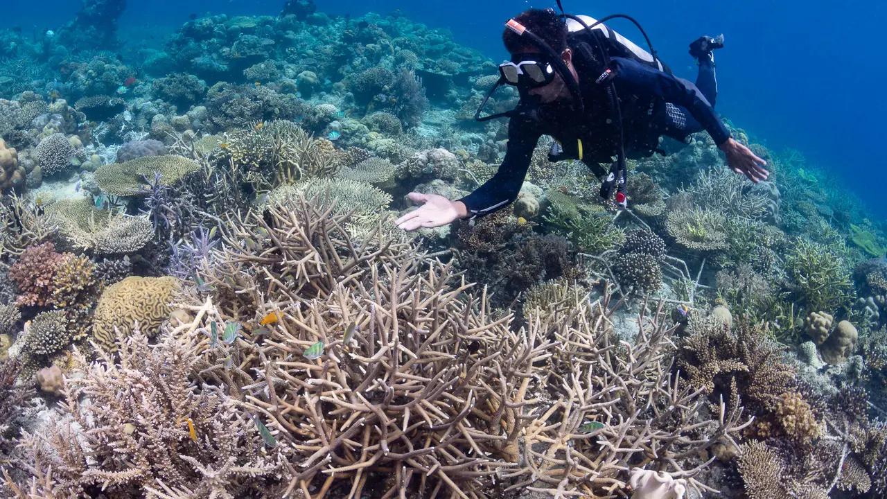 Komitmen Pulihkan Keindahan Laut, Sheba Gandeng Komunitas untuk Restorasi Terumbu Karang di Bontosua