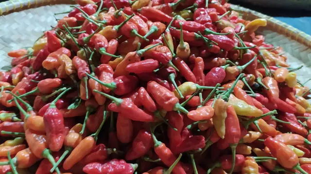 Cabai cengek menjadi salah satu komoditas pertanian yang mulai menujukan kenaikan harga sepekan menjelang lebaran idul fitri 1442 H tahun ini.