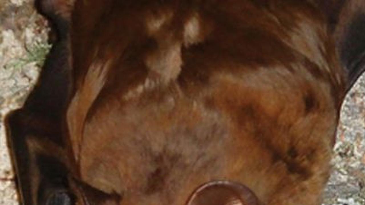 7. Kelelawar Noctule<br>