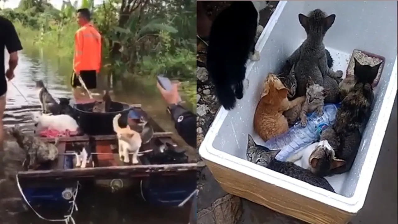 Viral Video Penyelamatan Kucing saat Banjir di Kalimantan Selatan Ini Bikin Haru