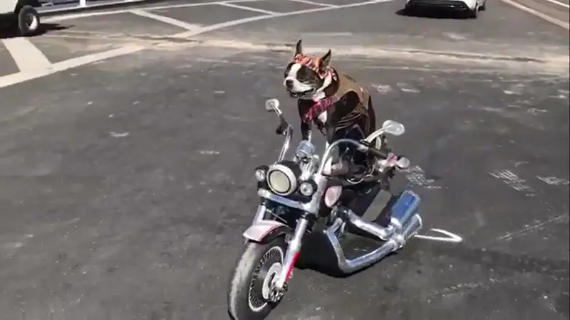 Seekor Anjing Lucu Mengendarai Sepeda Motor