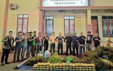 Fantastis! 4.200 Batang Ganja Bireuen Dimusnahkan, 154 Kg Siap Edar Gagal Beredar