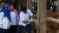 Petugas Dinas Ketahanan Pangan, Kelautan, dan Pertanian DKI Jakarta memeriksa gigi dan mulut sapi di Pondok Kelapa, Jakarta, Rabu (8/8). Pemeriksaan untuk menjamin kelayakan dan kesehatan medis hewan kurban untuk dikonsumsi. (Merdeka.com/Imam Buhori)