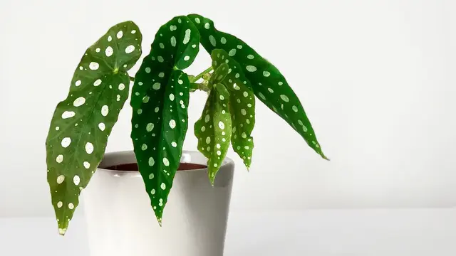 Begonia Maculata