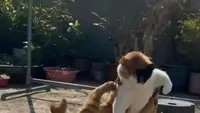 5 Cara Memisahkan Kucing Berantem tanpa Kena Cakar atau Gigitan Secara Efektif