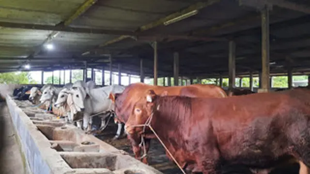 Ketersediaan Daging Sapi, Ayam dan Telur di Jatim Terpantau Aman