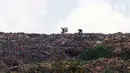 Sejumlah pemulung berjalan di atas tumpukan sampah di kawasan Tempat Pengolahan Sampah Terpadu (TPST) Bantar Gebang, Bekasi, Jawa Barat, Selasa (17/1/2023). Dari hilir, TPST Bantar Gebang rata-rata menerima lebih dari 7.500 ton sampah per hari yang diangkut menggunakan lebih dari 1.200 truk pengangkut dari Kota Jakarta. (merdeka.com/Imam Buhori)