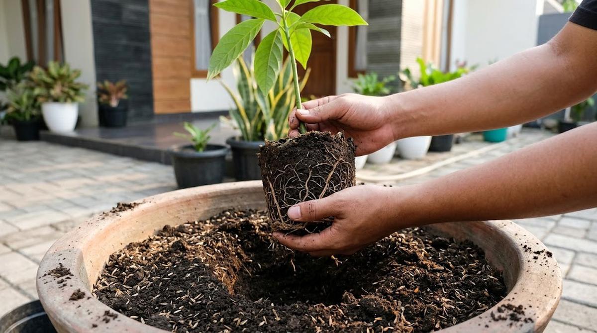 Lindungi Akar saat Memindahkan atau Merawat Tanaman