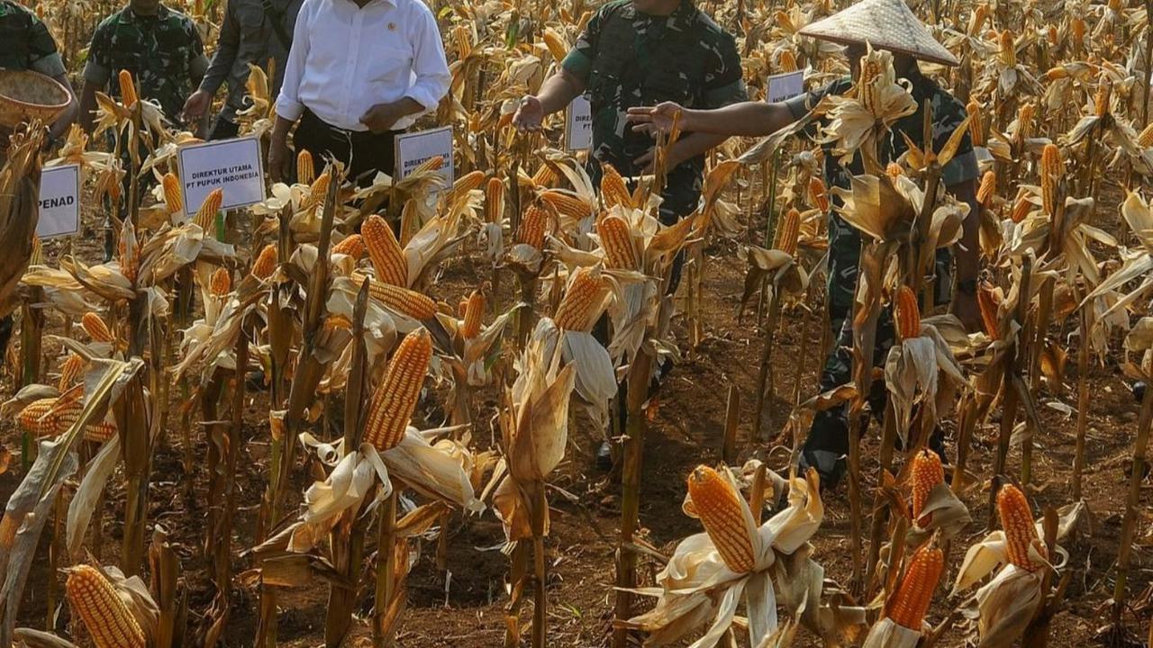 Langkah ini bertujuan untuk memanfaatkan lahan yang sebelumnya tidak produktif menjadi sumber pangan yang berkelanjutan. Foto: merdeka.com / Arie Basuki<br>