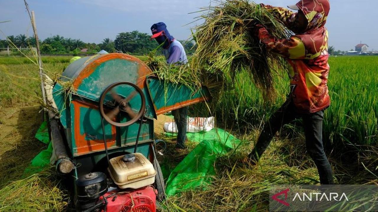 Panen Raya Padi 2026: Berkah Petani Berkat Kebijakan Pemerintah