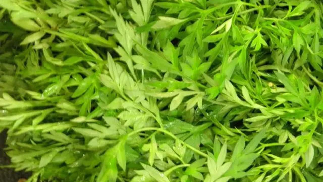 Coba Resep Daun Ini untuk Turunkan Kolesterol Secara Alami