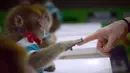 Seekor monyet menyentuh jari pelatihnya di sekolah pelatihan kebun binatang di Dongying, China timur, 26 Januari 2016. Belasan monyet dilatih di sekolah itu sebagai bagian dari perayaan Tahun Monyet yang mulai pada 8 Februari. (AFP PHOTO/WANG Zhao)