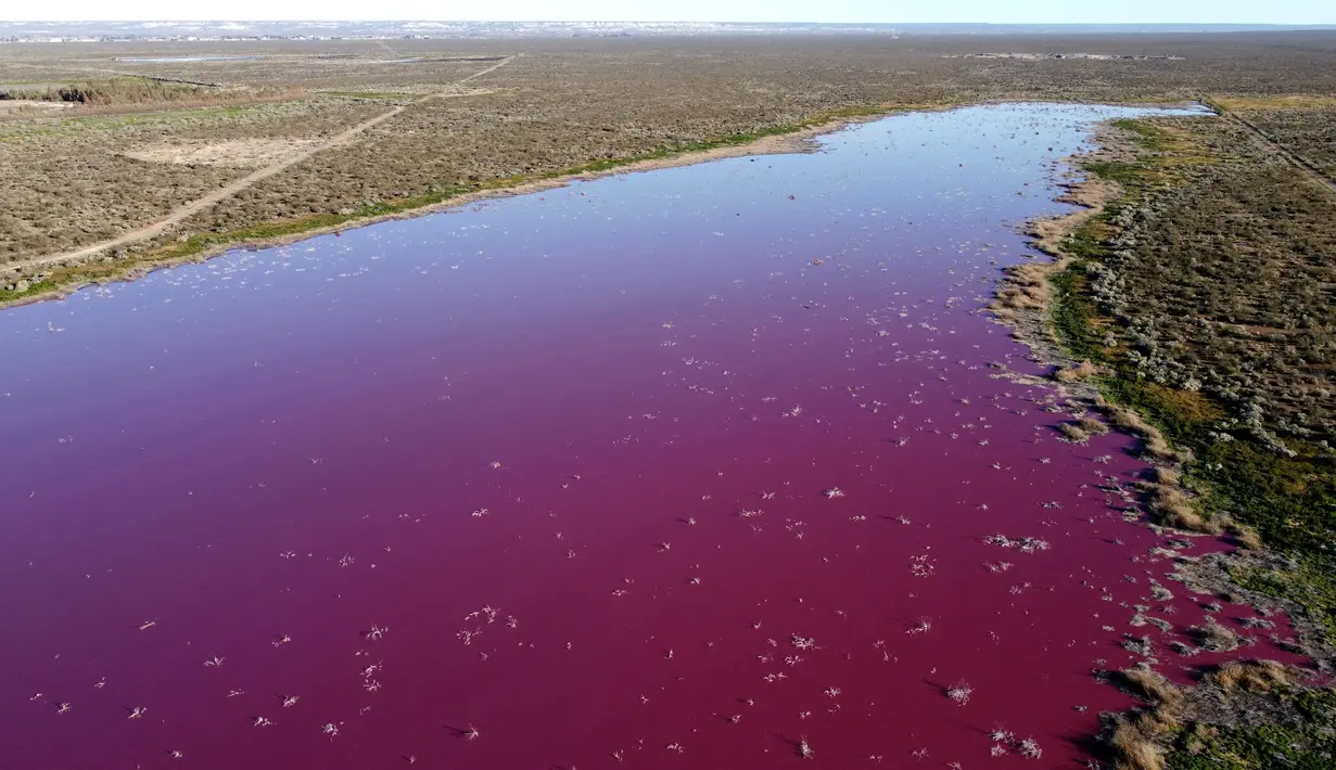 Pemandangan udara dari laguna yang berubah menjadi merah muda karena limbah industri perikanan, di provinsi Patagonian, Chubut, Argentina, pada 23 Juli 2021. Namun mereka menegaskan cairan yang dibuang tidak akan menyebabkan kerusakan dan akan hilang dalam  hitungann hari. (DANIEL FELDMAN / AFP)